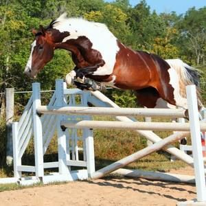 Meet your Posher, Kris